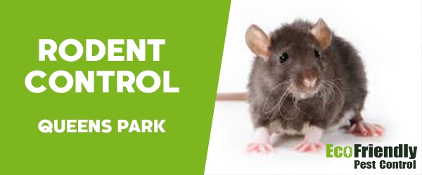 Rodent Treatment  Queens Park 