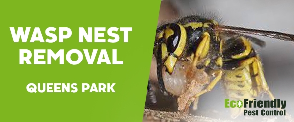 Wasp Nest Remvoal  Queens Park 