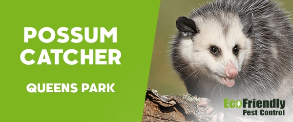 Possum Catcher  Queens Park 