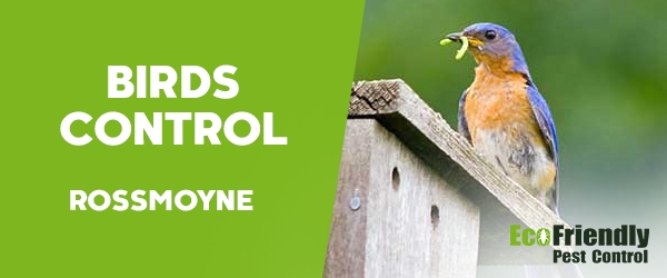 Birds Control  Rossmoyne 