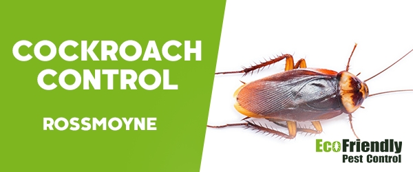 Cockroach Control  Rossmoyne  