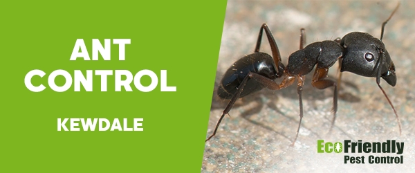 Ant Control  Kewdale