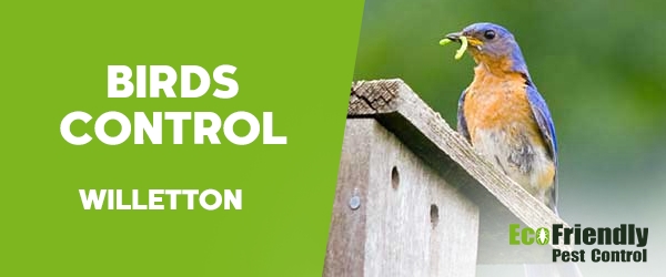 Pest Control Willetton