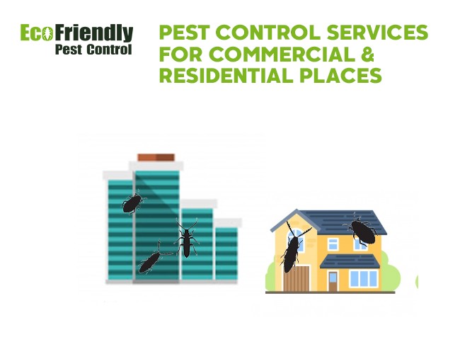 Pest Control Willetton