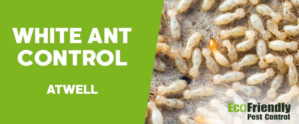 White Ant Control  Atwell 