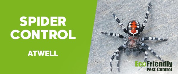 Spider Control  Atwell 