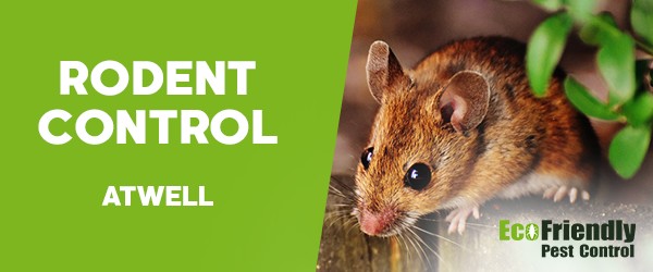 Rodent Treatment  Atwell 