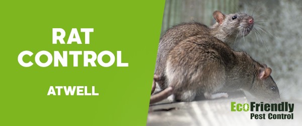 Rat Pest Control  Atwell 