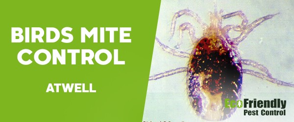 Bird Mite Control  Atwell 