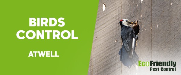 Birds Control  Atwell 