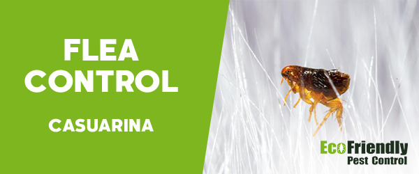 Pest Control Casuarina