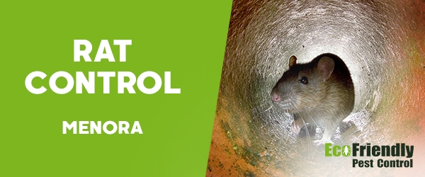 Rat Pest Control  Menora 