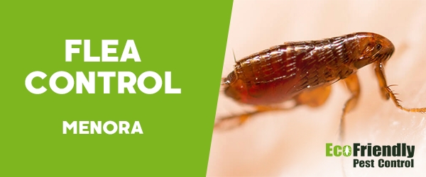 Fleas Control  Menora 