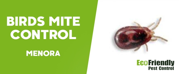 Bird Mite Control  Menora 