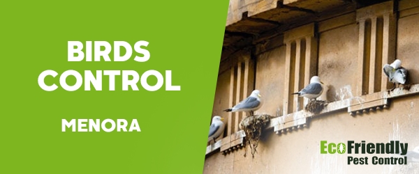 Birds Control  Menora 