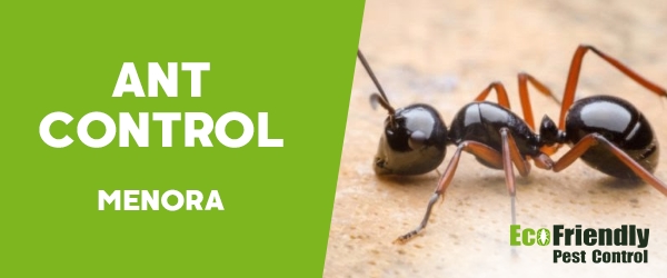 Ant Control  Menora 