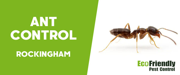 Ant Control Rockingham