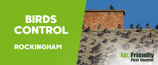 Pest Control Rockingham