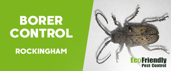 Pest Control Rockingham