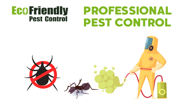 Pest Control Rockingham