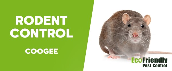 Rodent Treatment  Coogee 