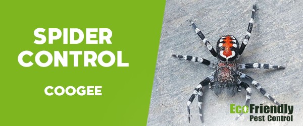 Spider Control  Coogee 