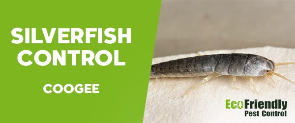 Silverfish Control  Coogee 