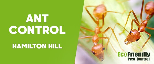 Ant Control  Hamilton Hill 