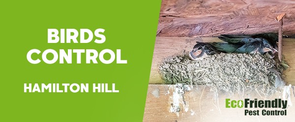 Birds Control  Hamilton Hill 