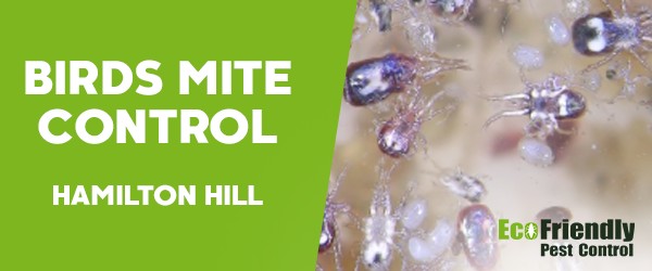 Bird Mite Control  Hamilton Hill 