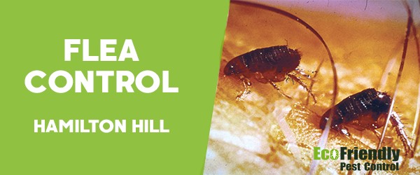 Fleas Control  Hamilton Hill 