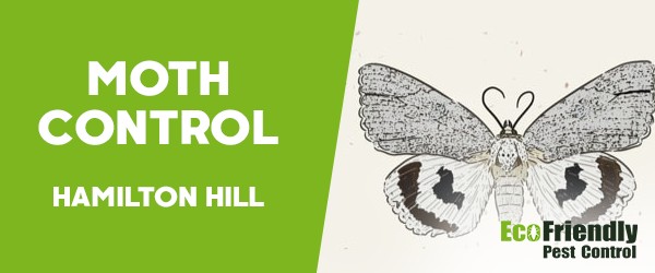 Moth Control  Hamilton Hill 