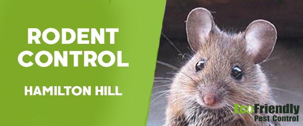 Rodent Treatment  Hamilton Hill 