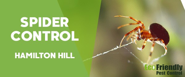 Spider Control  Hamilton Hill 