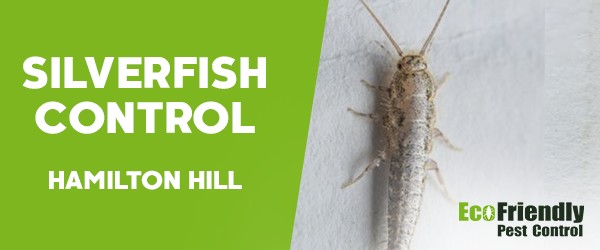 Silverfish Control  Hamilton Hill 