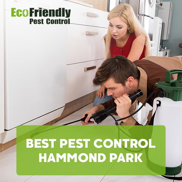Best Pest Control Hammond Park