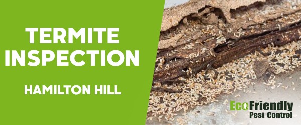 Termite Inspection  Hamilton Hill 