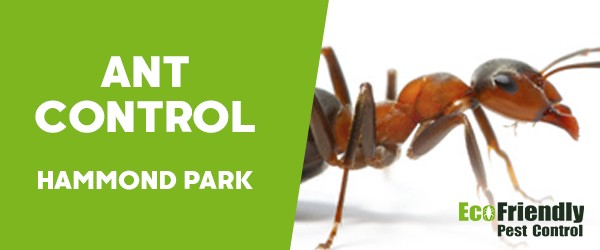 Ant Control Hammond Park