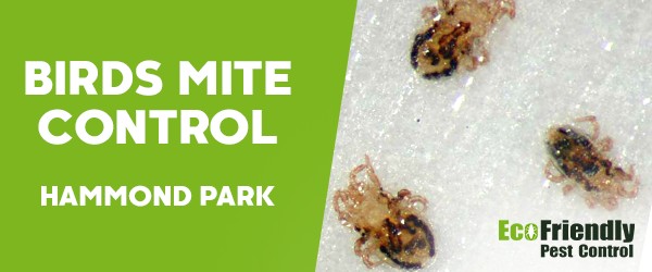 Pest Control Hammond Park