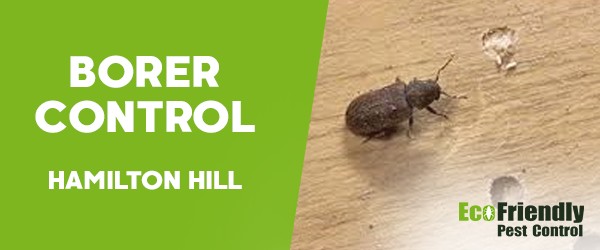 Borer Control  Hamilton Hill 