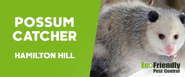 Possum Catcher  Hamilton Hill 