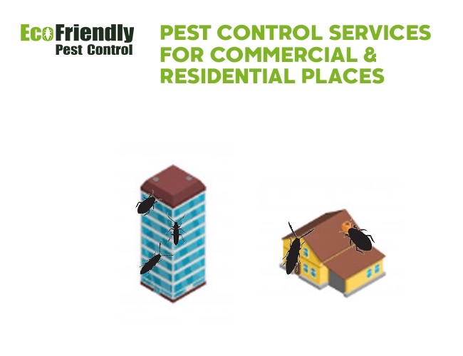 Pest Control Hammond Park