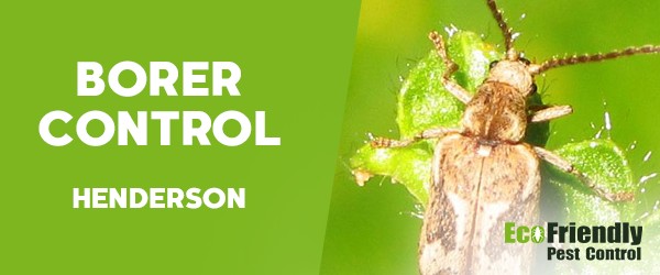 Borer Control  Henderson 