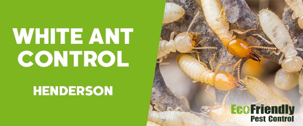 White Ant Control  Henderson 