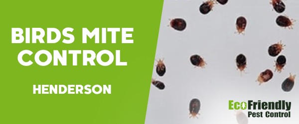 Bird Mite Control  Henderson 