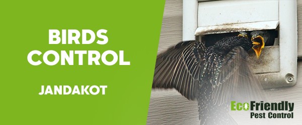 Pest Control Jandakot 