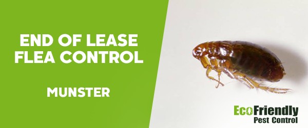 End of Lease Flea Control  Munster 