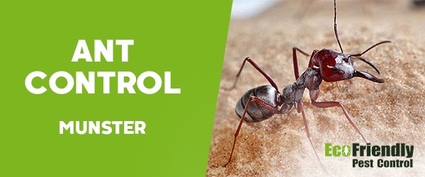 Ant Control  Munster 