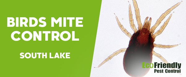 Bird Mite Control  South Lake 