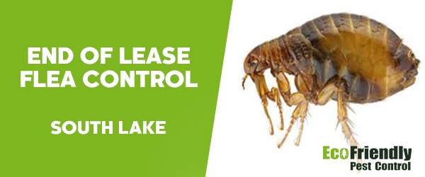 End of Lease Flea Control  South Lake 